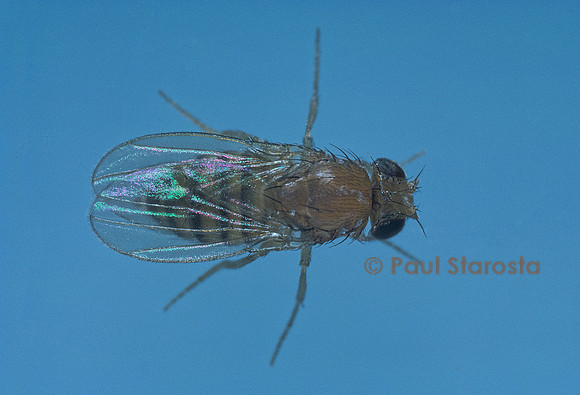 Drosophila melanogaster (drosophile, mouche du vinaigre) - mutant Sepia