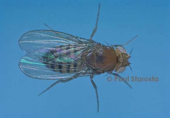 Drosophila melanogaster (drosophile, mouche du vinaigre) - mutant White