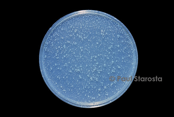 Escherichia coli B (colibacillle) - culture en présence d'un antibiotique (Streptomycine)