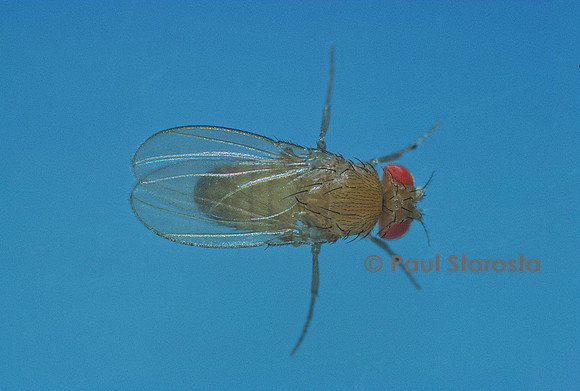 Drosophila melanogaster (drosophile, mouche du vinaigre) - mutant Yellow-Cross veinless-Forked-Vermillon