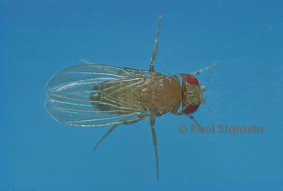 Drosophila melanogaster (drosophile, mouche du vinaigre) - mutant Yellow