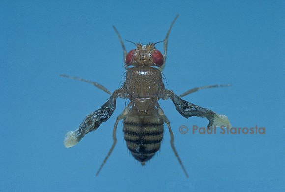 Drosophila melanogaster (drosophile, mouche du vinaigre) - mutant Wrinkle