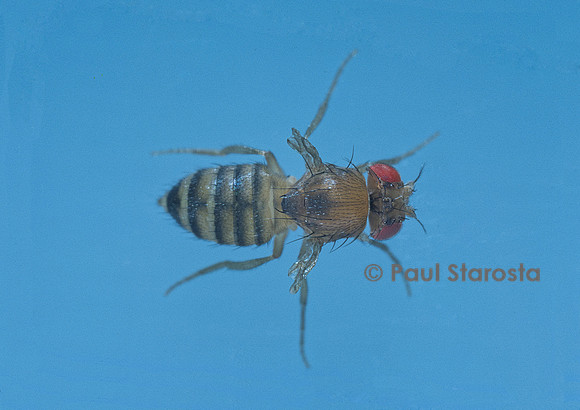 Drosophila melanogaster (drosophile, mouche du vinaigre) - mutant Vestigial