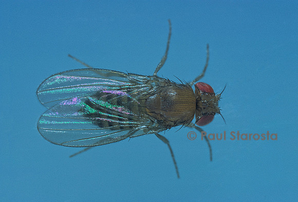 Drosophila melanogaster (drosophile, mouche du vinaigre) - femelle sauvage