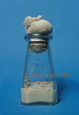 Drosophila melanogaster (drosophile, mouche du vinaigre) - flacon d'élevage