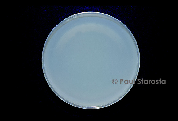 Escherichia coli B (colibacillle) - en culture