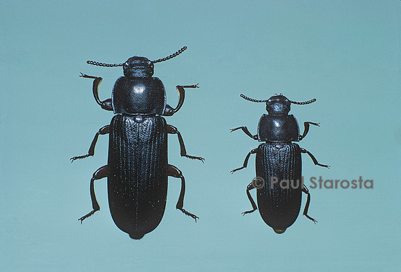 Tenebrio molitor (ténébrion meunier, ver de farine) - individu polyploïde et individu normal