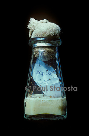 Drosophila melanogaster (drosophile, mouche du vinaigre) - flacon d'élevage
