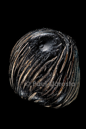 Elaeis guineensis (palmier à huile d’Afrique)