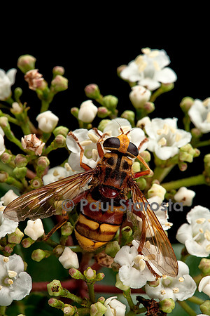 Milesia crabroniformis (milésie faux frelon)
