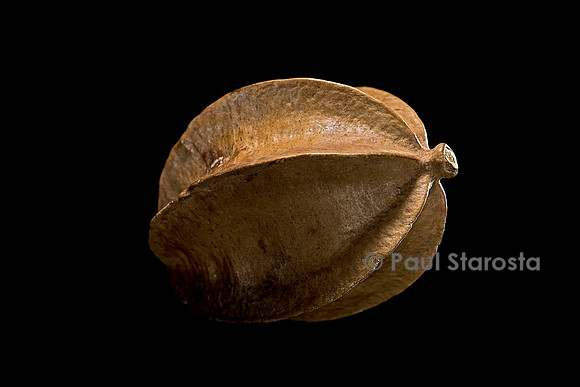 Combretum obscurum (voatamenaka)