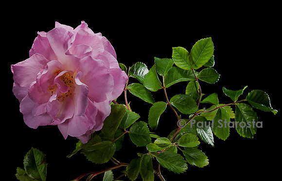 Rosa X centifolia muscosa ‘Celina’