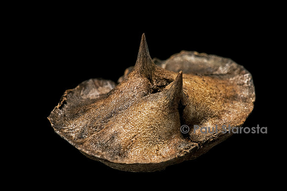 Dicerocaryum eriocarpum - fruit