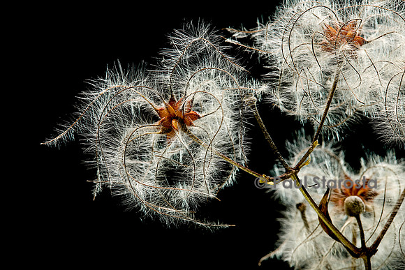 Clematis vitalba (clématite blanche) - fruit
