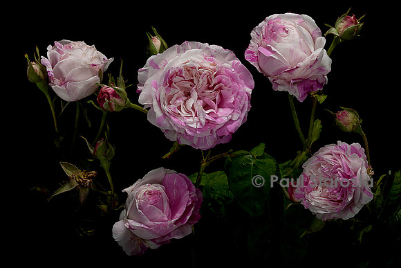 Rosa gallica ‘La Rubannée’