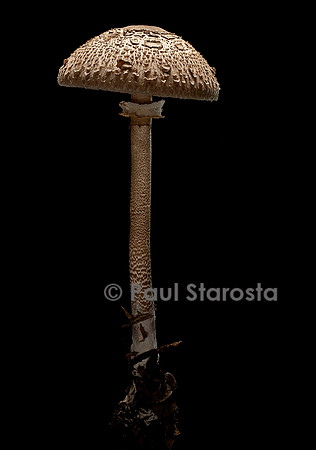 Macrolepiota procera (coulemelle)