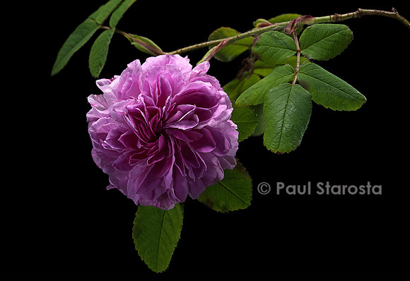 Rosa X damascena ‘Blush Damask’
