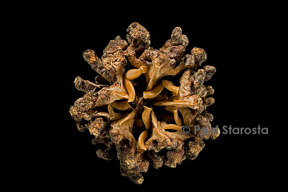 Esenbeckia pentaphylla - fruit