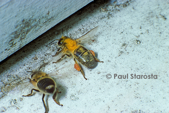 Apis mellifera (abeille) - butineuse rentrant chargée de pollen