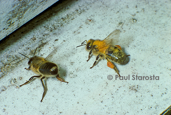 Apis mellifera (abeille) - butineuse rentrant chargée de pollen