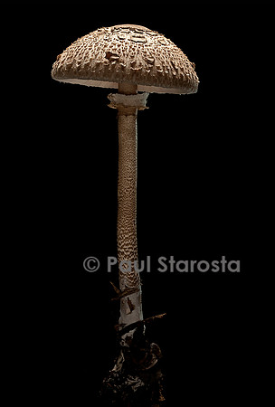 Macrolepiota procera (coulemelle)
