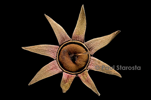 Sonneratia alba (palétuvier blanc) - fruit