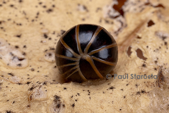 Glomeris marginata (gloméris marginé) - enroulé