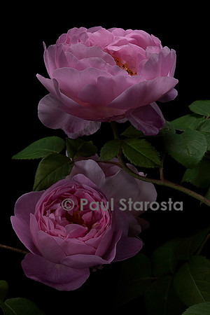Rosa gallica ‘Huilii’