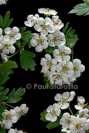 Crataegus monogyna (aubépine monogyne, aubépine à un style, épine blanche)