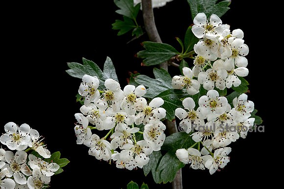 Crataegus monogyna (aubépine monogyne, aubépine à un style, épine blanche)