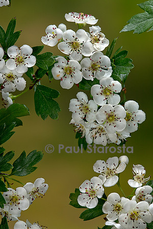 Crataegus monogyna (aubépine monogyne, aubépine à un style, épine blanche)