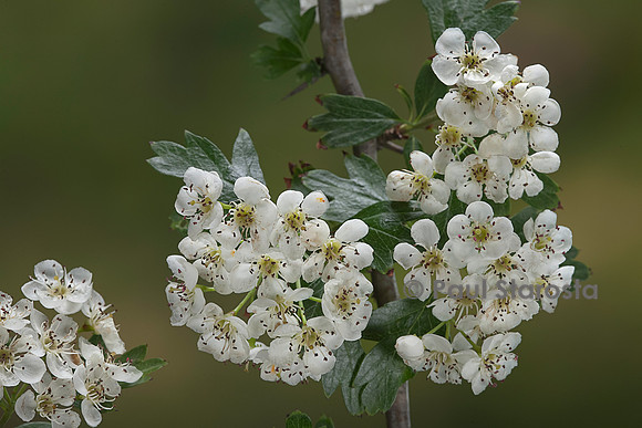 Crataegus monogyna (aubépine monogyne, aubépine à un style, épine blanche)