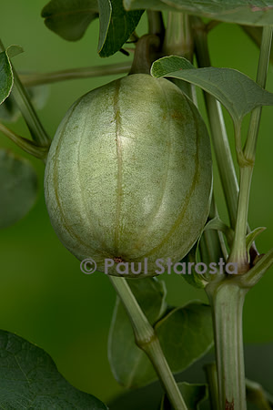 Aristolochia clematitis (aristoloche clématite) - fruit