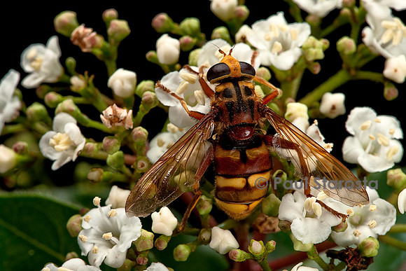 Milesia crabroniformis (milésie faux frelon)