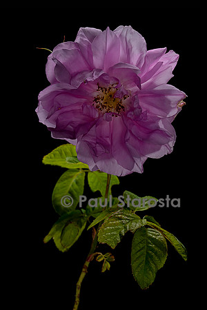 Rosa X centifolia (Rose de Mai)