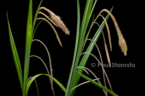 Carex pendula (laîche à épis pendants, laîche pendante, laîche élevée) - inflorescences