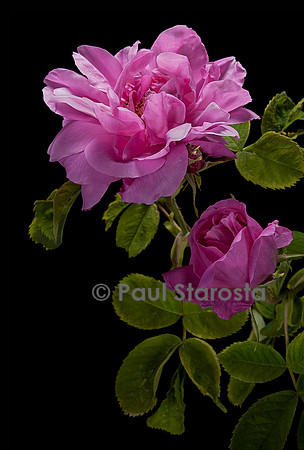 Rosa X damascena ‘York & Lancaster’