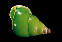 Papustyla pulcherrima (escargot arboricole de l'île Manus)
