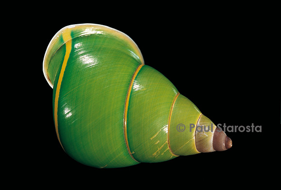 Papustyla pulcherrima (escargot arboricole de l'île Manus)