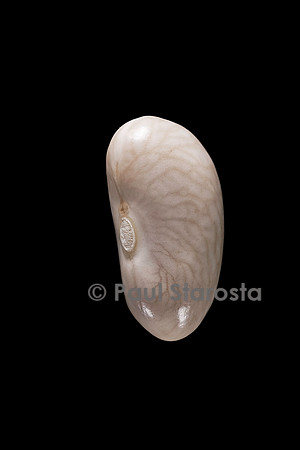 Phaseolus vulgaris (haricot) Mogette Pont l'Abbée