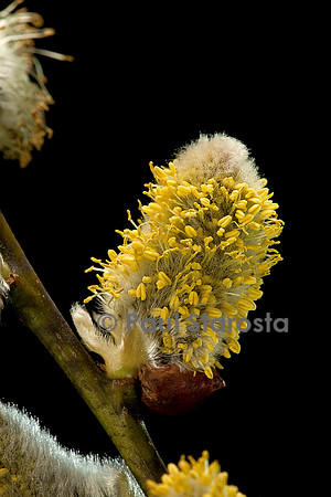 Salix caprea (saule marsault) - chaton mâle