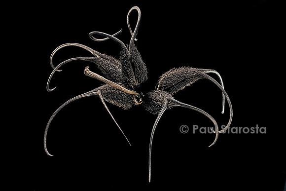 Proboscidea louisianica (corne de bélier) - infrutescence