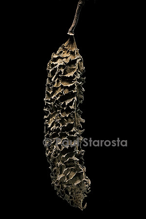 Mucuna paniculata (œil de bœuf)