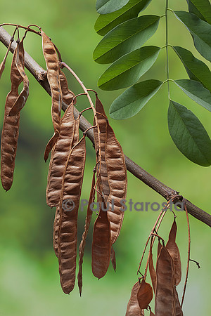 Robinia pseudoacacia (robinier faux-acacia, Acacia, Faux-acacia, Robinier, Carouge) - fruits