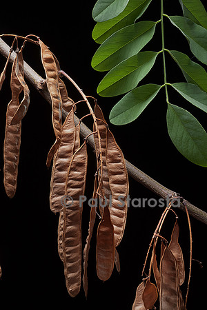 Robinia pseudoacacia (robinier faux-acacia, Acacia, Faux-acacia, Robinier, Carouge) - fruits