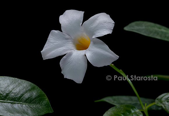 Mandevilla ‘Rio White’ (Dipladenia)