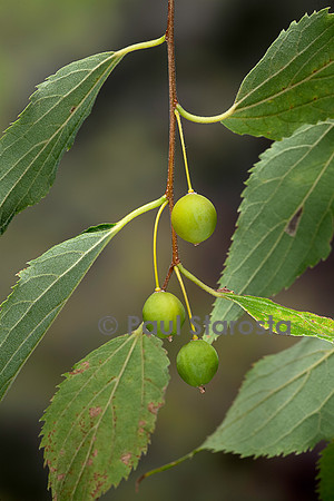 Celtis australis (micocoulier de Provence, micocoulier du Midi) - fruits