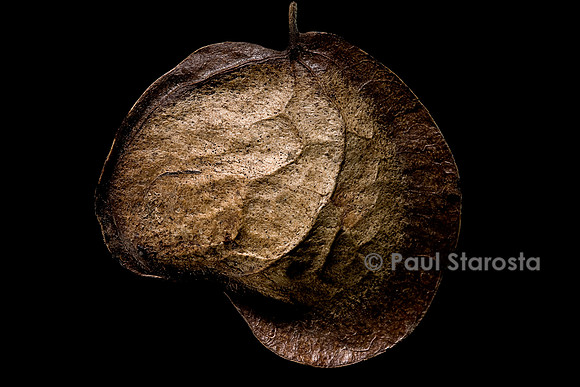 Pterocarpus officinalis (palétuvier,  sang-dragon) fruit