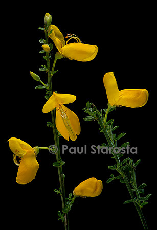 Cytisus scoparius (genêt à balais)