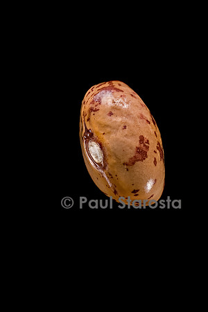 Phaseolus vulgaris (haricot) Crochu des Cévennes